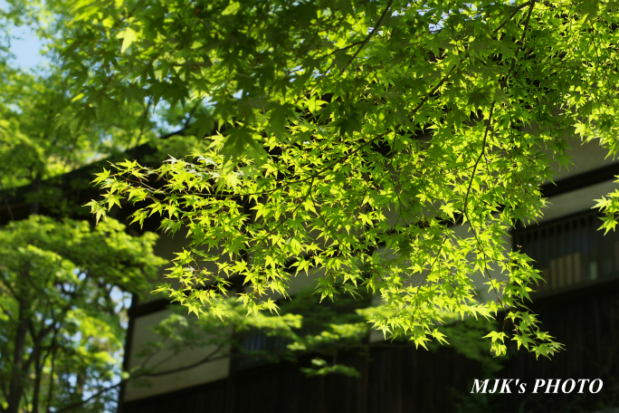 inuyamajyo4081.jpg