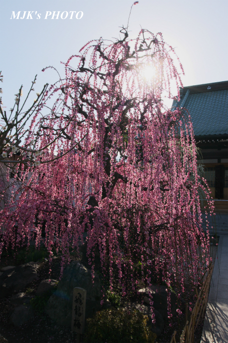 koujyuji3941.jpg