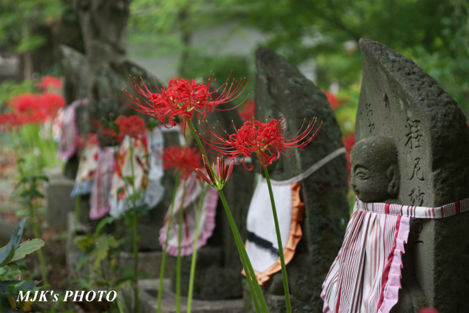 myojorinji2594.jpg