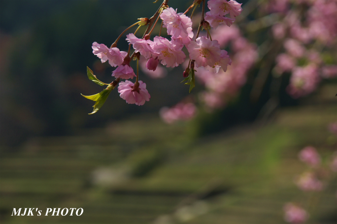 sakaori1360.jpg