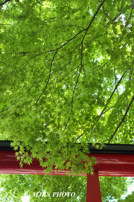 sankoinari4078.jpg