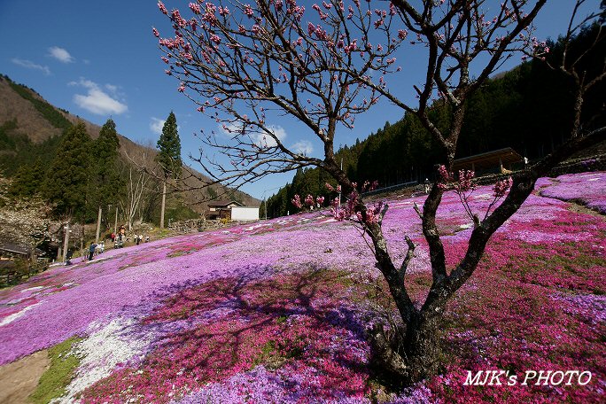 shibazakura00446.jpg