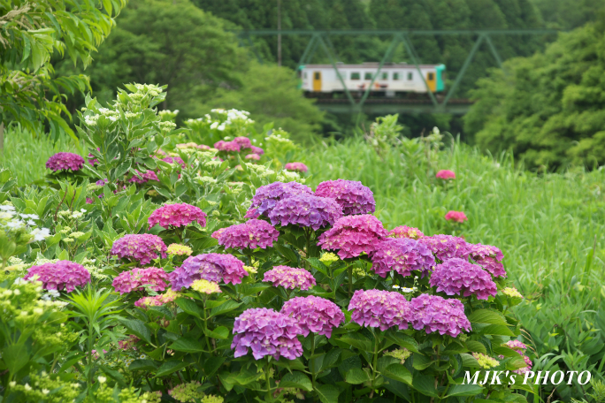 tarumi4255.jpg