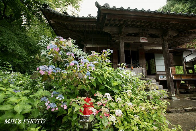 ajisai00602.jpg