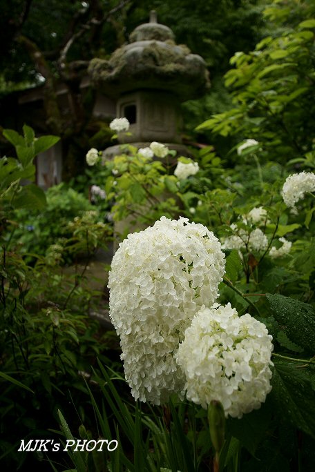 ajisai00605.jpg