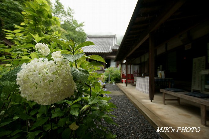 ajisai00606.jpg