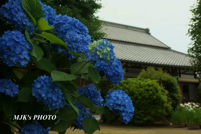 annonji1498.jpg