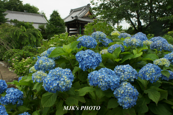 annonji4238.jpg
