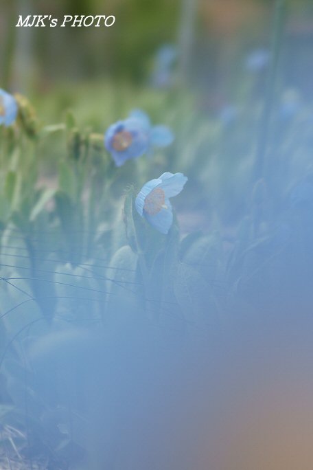 aoikeshi00565.jpg