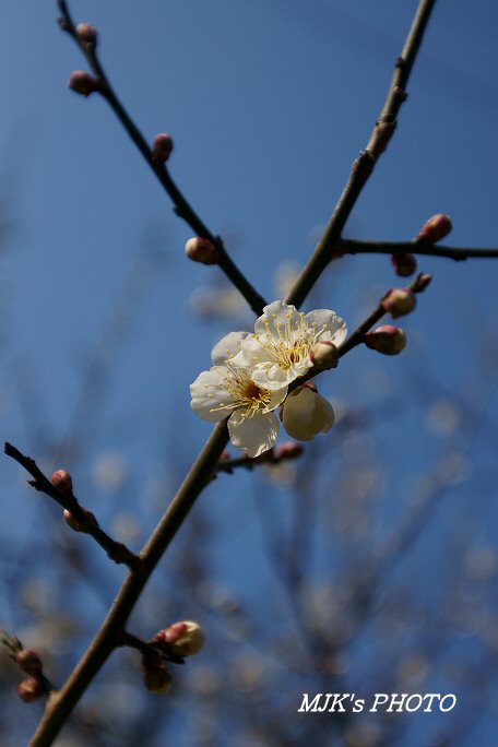 bairin00273.jpg
