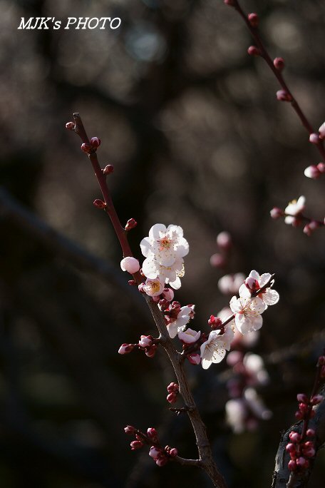 bairin00329.jpg