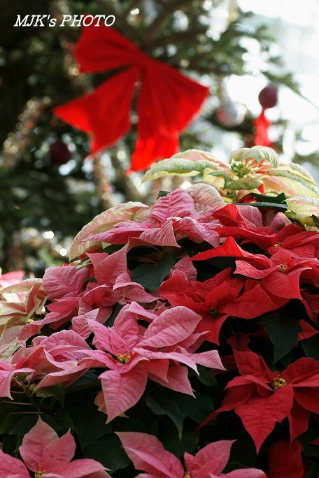 christmas00076.jpg