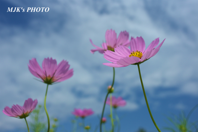 cosmos1709.jpg