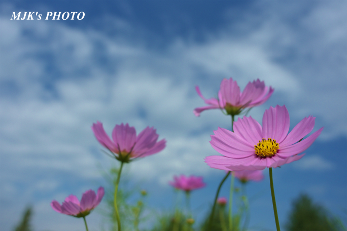 cosmos1710.jpg