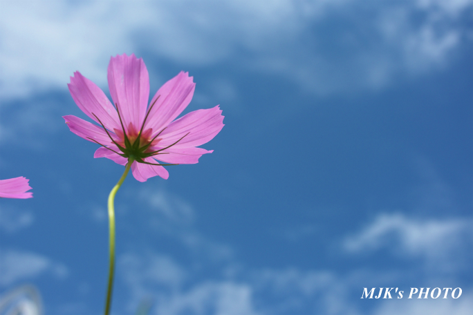 cosmos1711.jpg