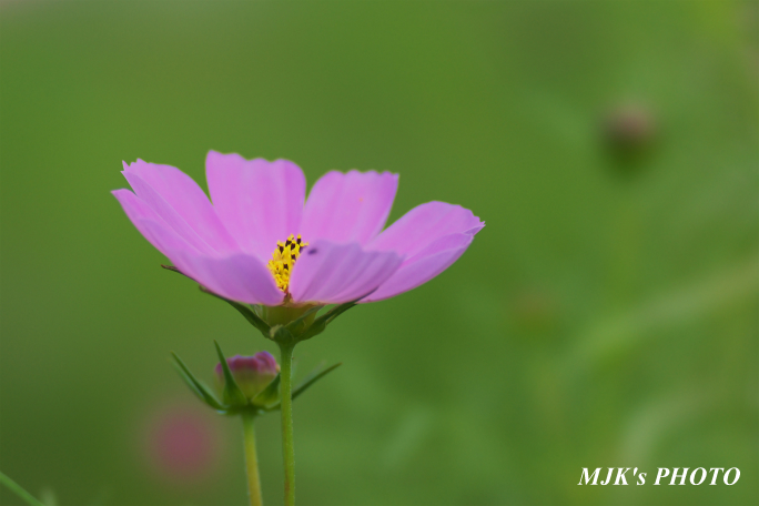 cosmos1712.jpg