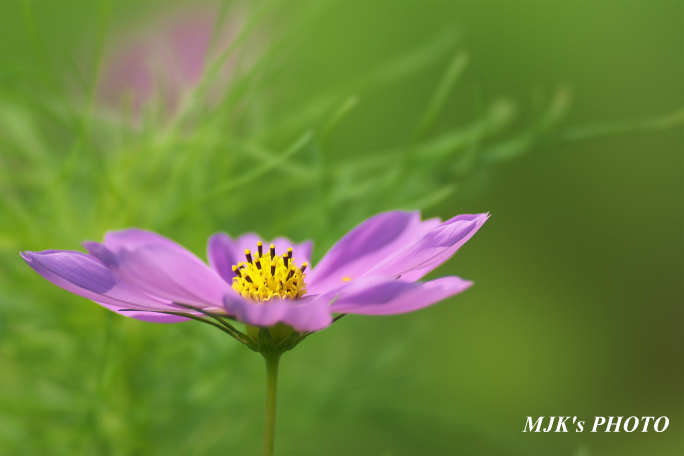 cosmos1713.jpg