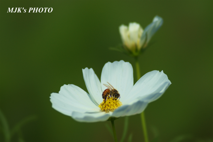 cosmos1716.jpg