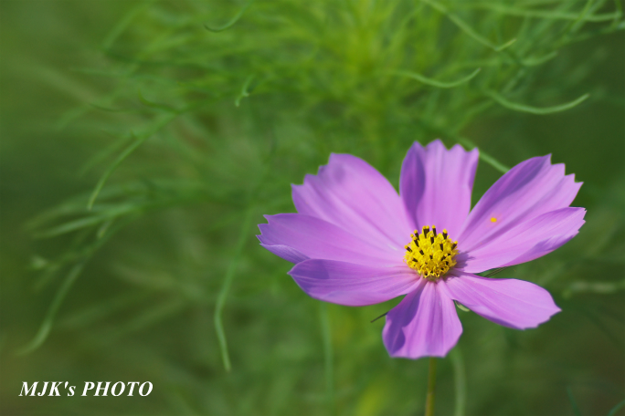 cosmos1717.jpg