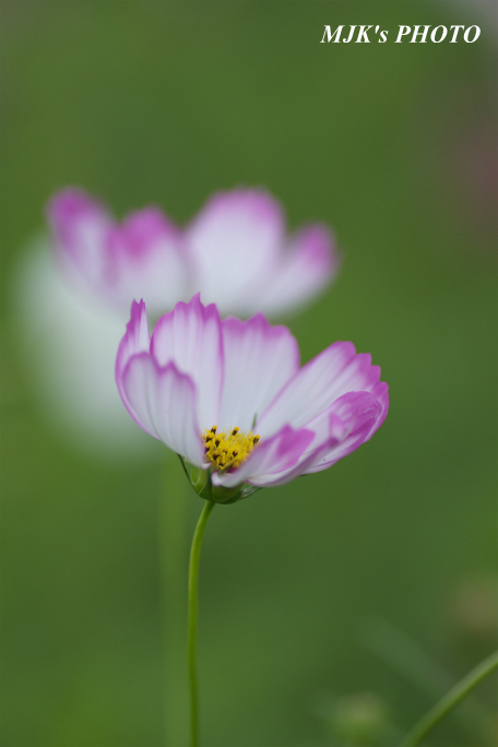 cosmos2588.jpg
