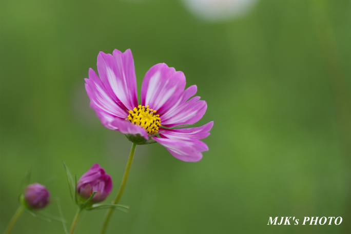 cosmos2589.jpg