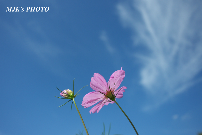 cosmos2590.jpg