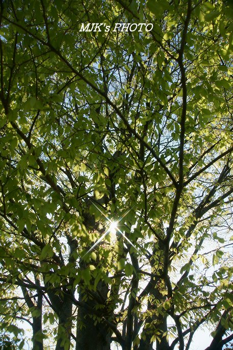 cross00449.jpg