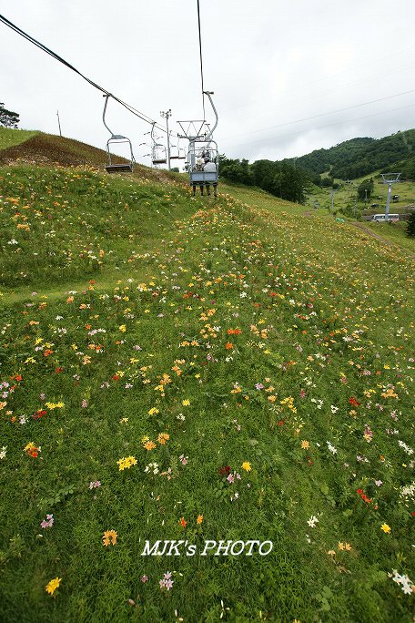 daina00630.jpg