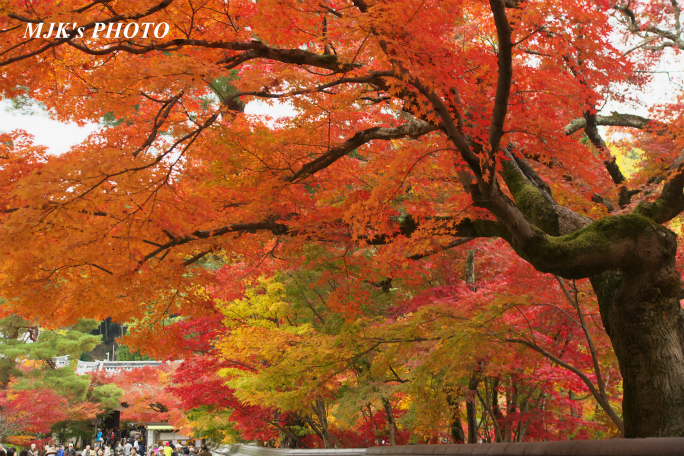 eikando3680.jpg