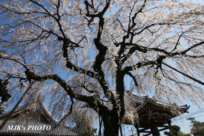 enmyouji4010.jpg