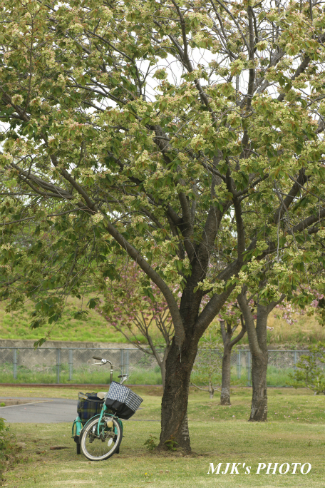 gyoiko3083.jpg