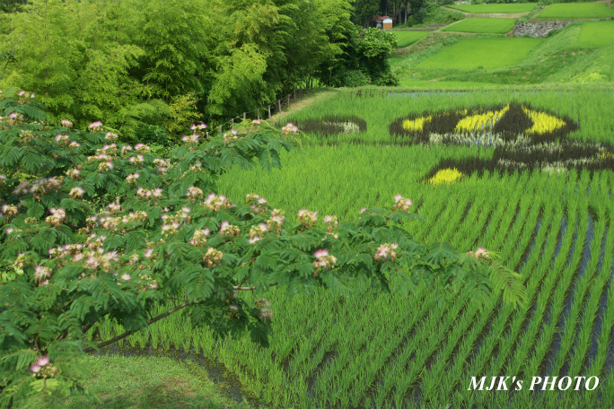 hatagatani2465.jpg