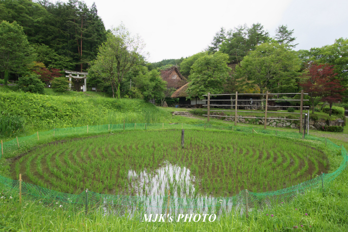 hidanosato4289.jpg