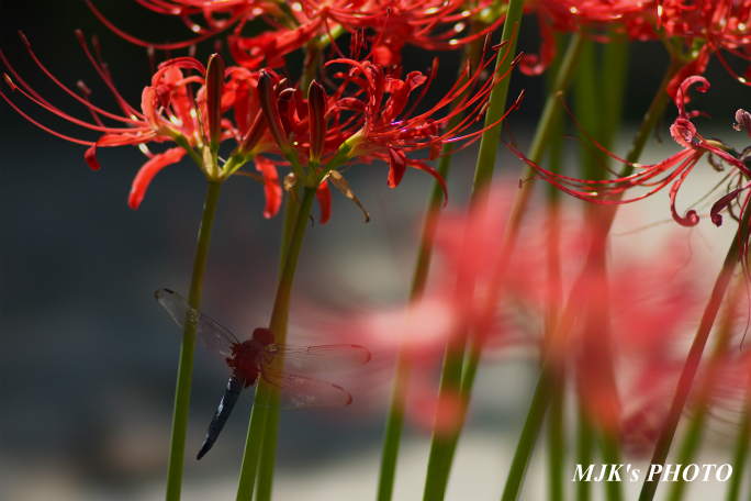 higanbana3460.jpg