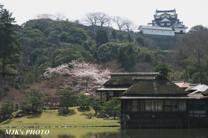 hikone3036.jpg