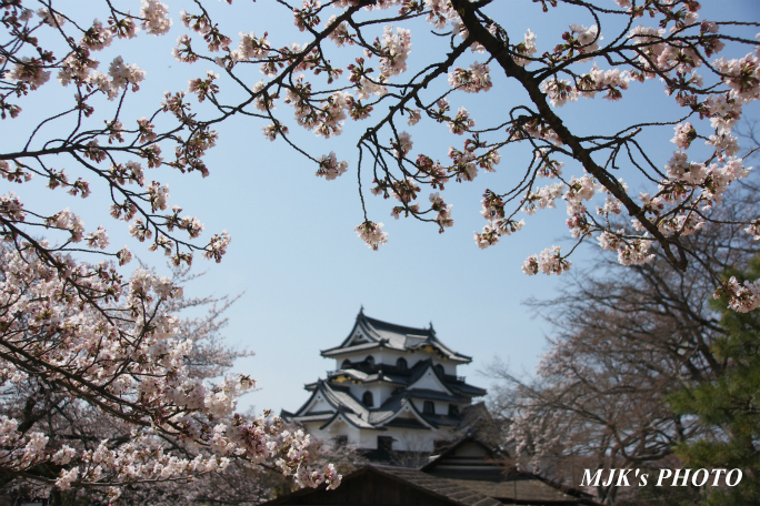 hikone3037.jpg