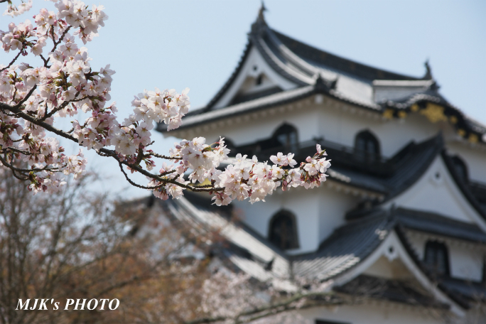 hikone3039.jpg