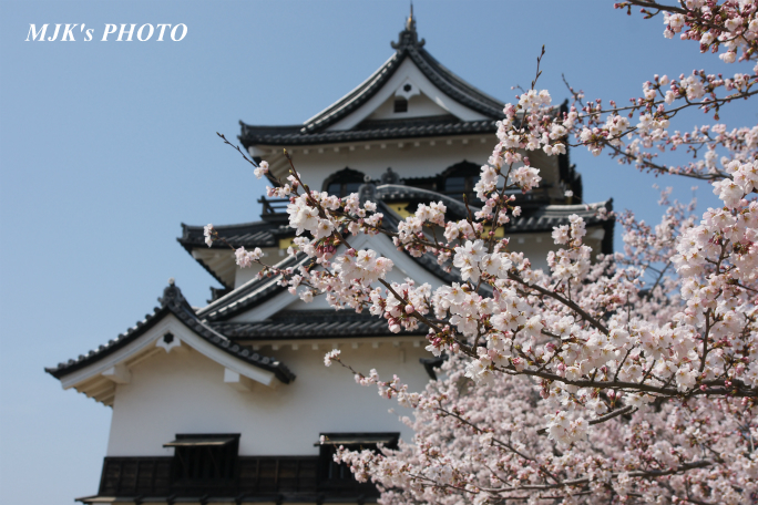 hikone3040.jpg