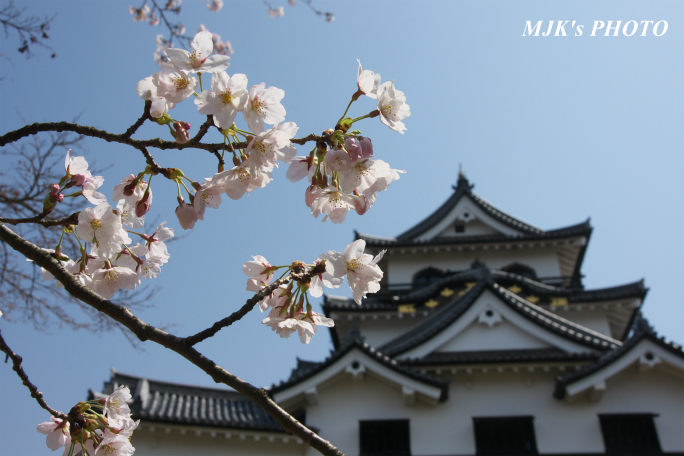 hikone3041.jpg