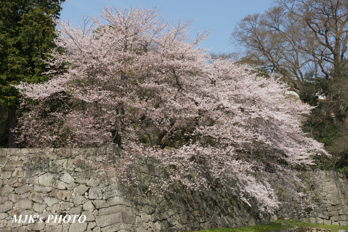 hikone3042.jpg