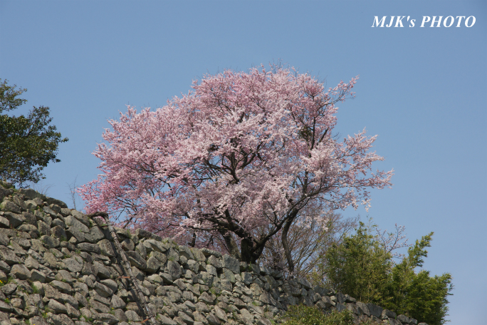 hikone3043.jpg