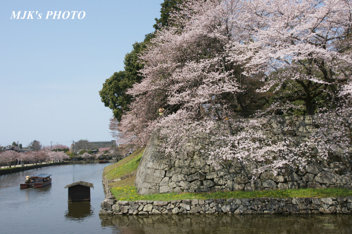 hikone3044.jpg