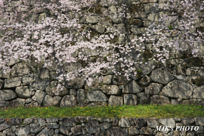 hikone3045.jpg