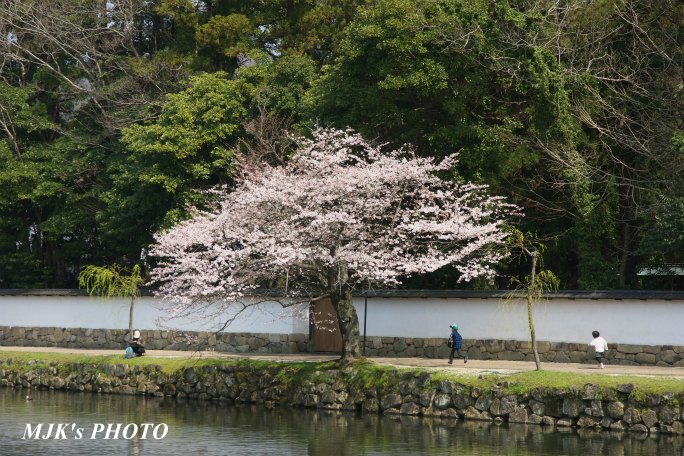 hikone3046.jpg