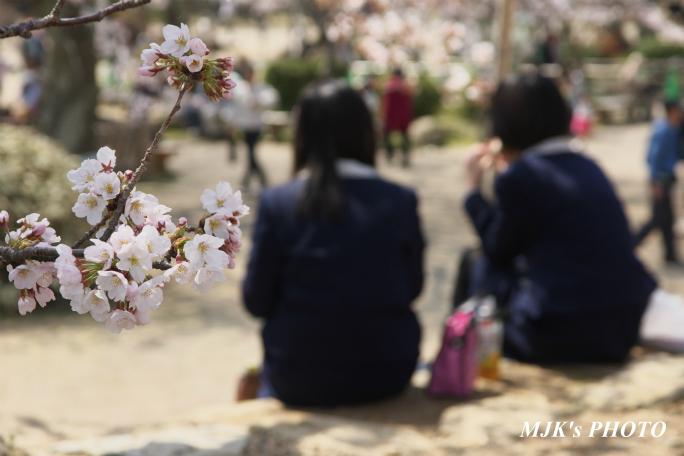 hikone3047.jpg