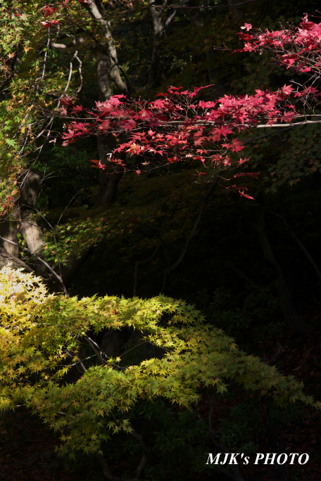 hyakusaiji2756.jpg