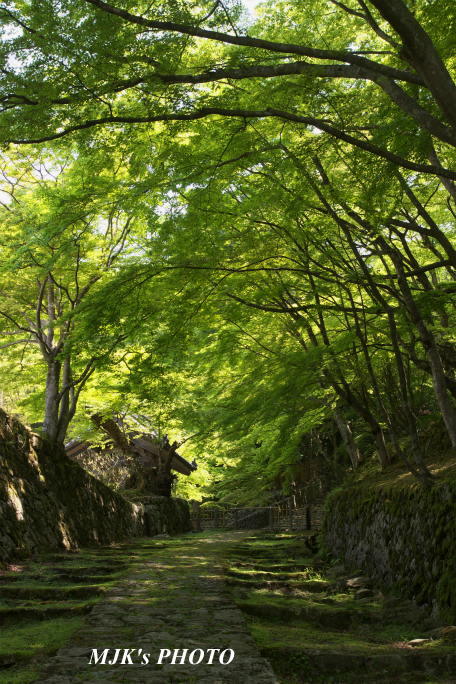 hyakusaiji3128.jpg