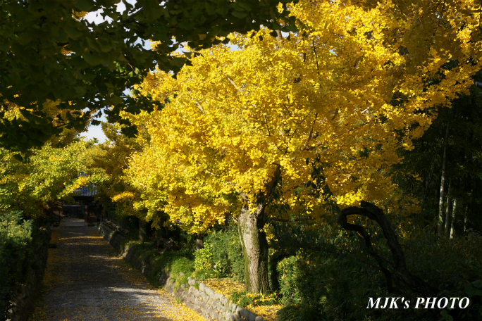 ichijyoji2733.jpg