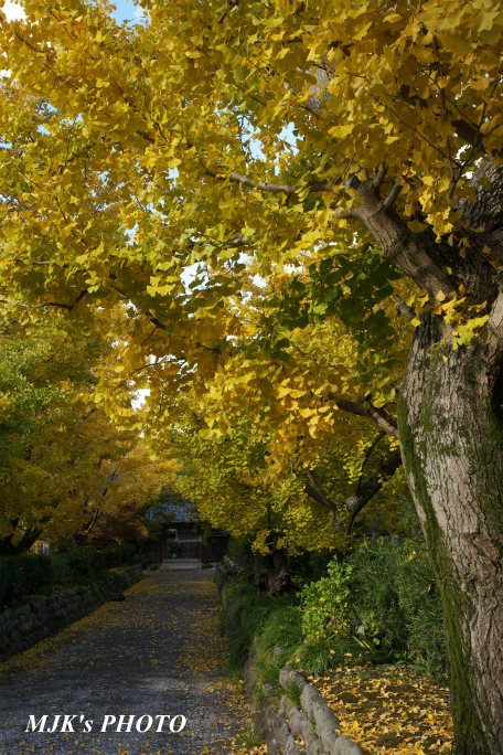ichijyoji2734.jpg