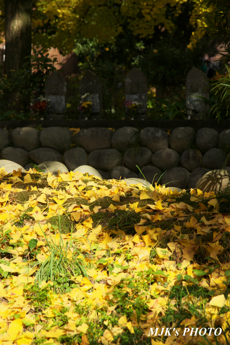 ichijyoji2735.jpg